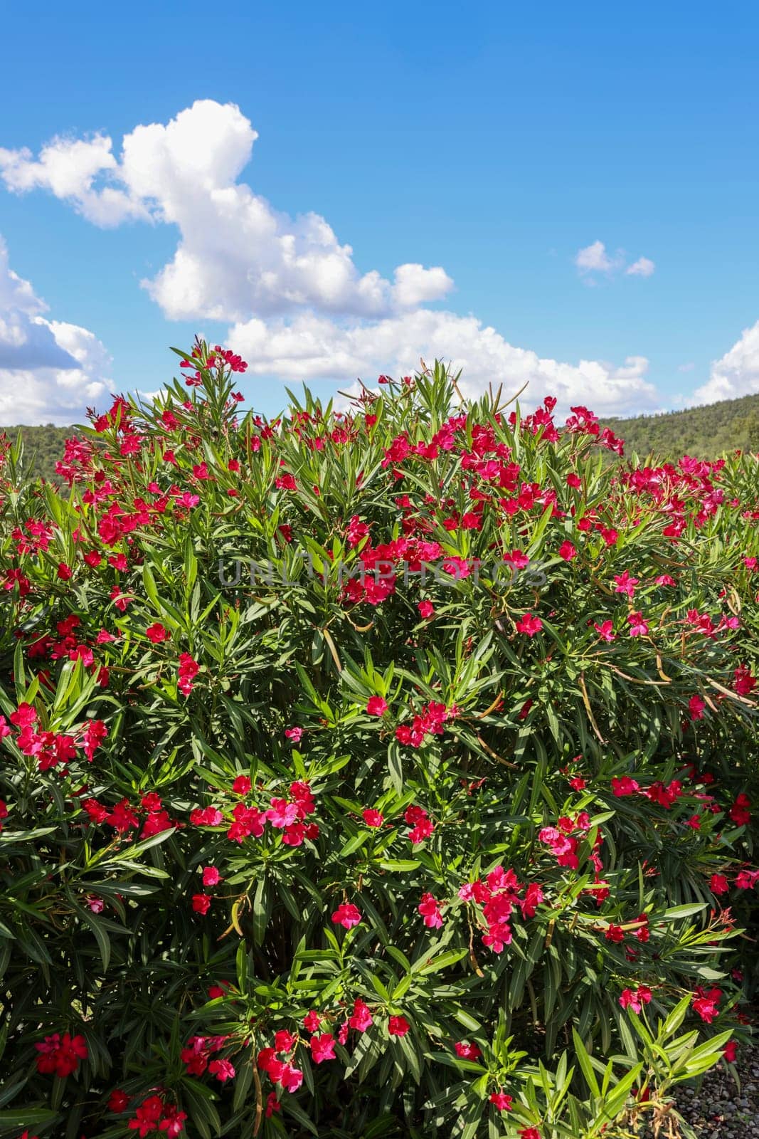 Beautiful small Oleander flowers. a poisonous evergreen  shrub that is widely grown in warm countries for its clusters of white, pink, or red flowers.