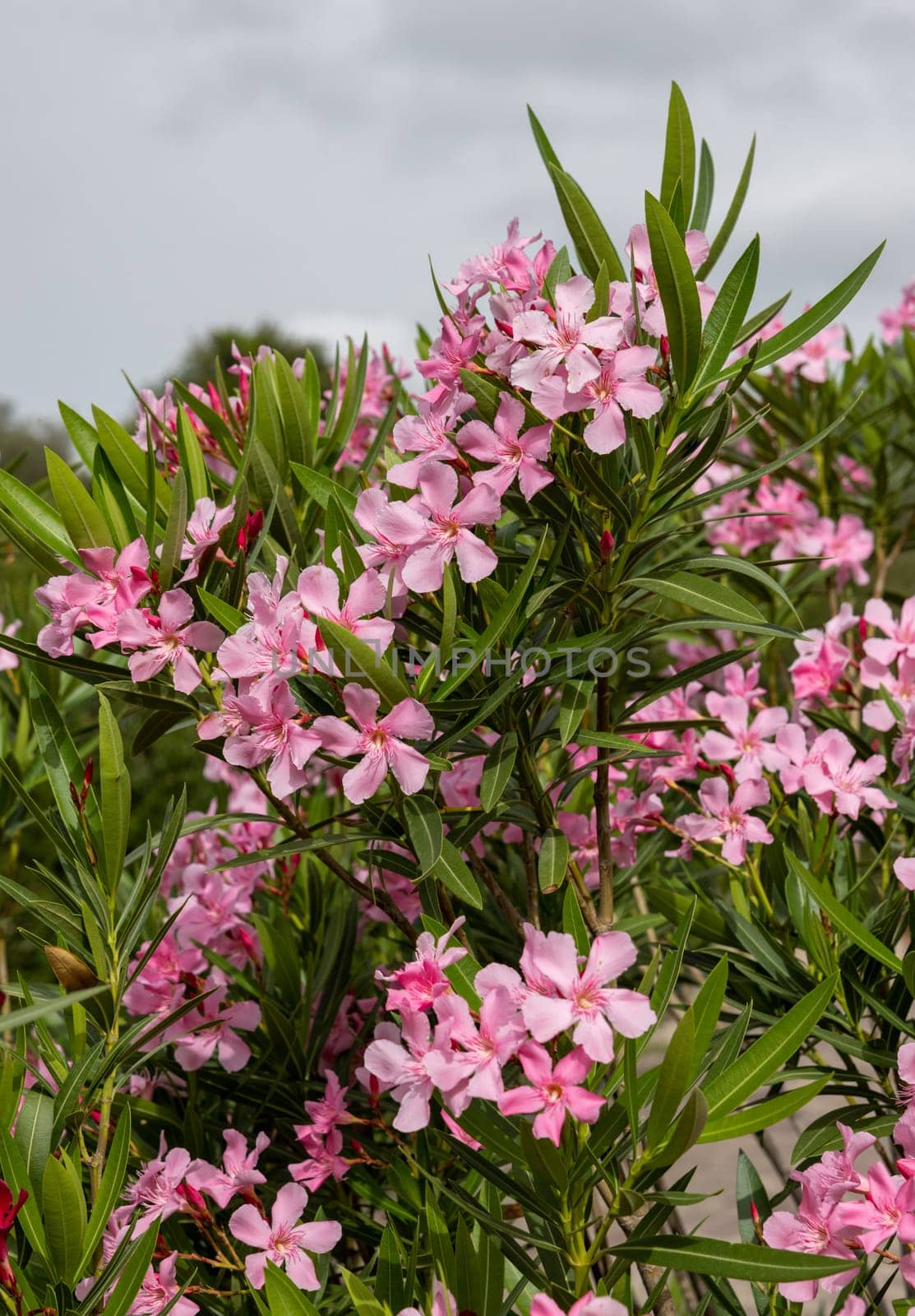 Beautiful small Oleander flowers. a poisonous evergreen  shrub that is widely grown in warm countries for its clusters of white, pink, or red flowers.