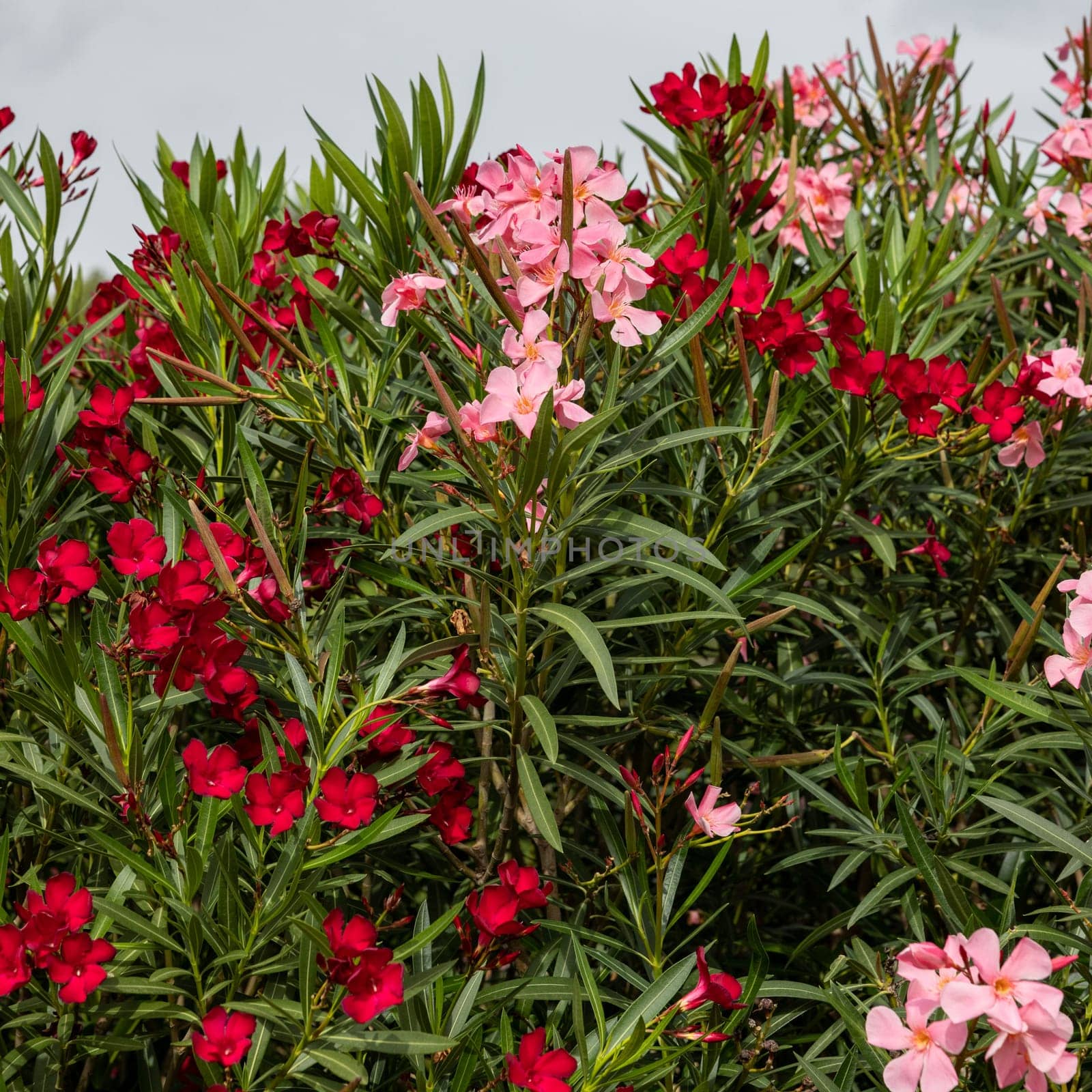 Beautiful small Oleander flowers. a poisonous evergreen  shrub that is widely grown in warm countries for its clusters of white, pink, or red flowers.