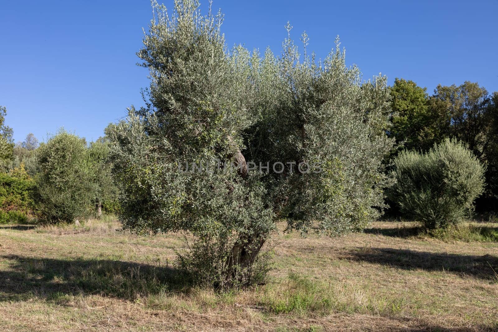 Old olive groves on a hillside in Montemassi in the province of Grosseto. Tuscany. Italy