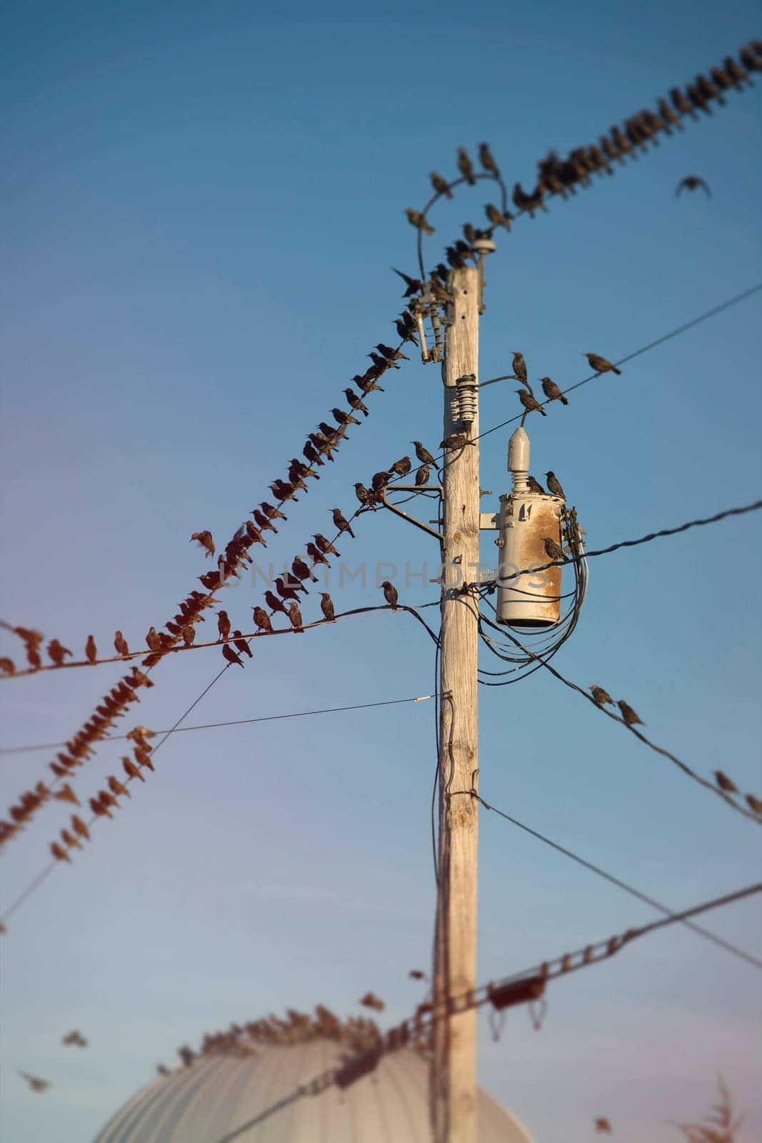 Starlings gather, in South Hero, Vermont,  to prepare to migrate South.
