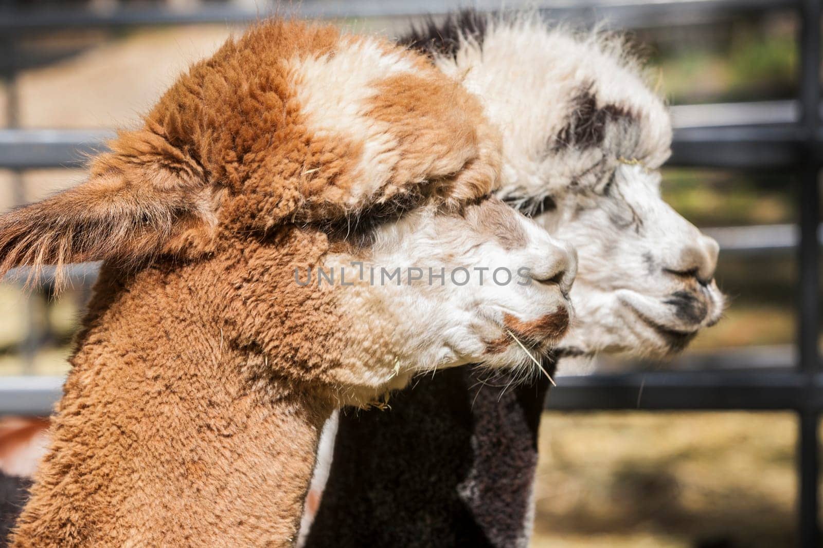 HUACAYA alpacas near Montrose Colorado.