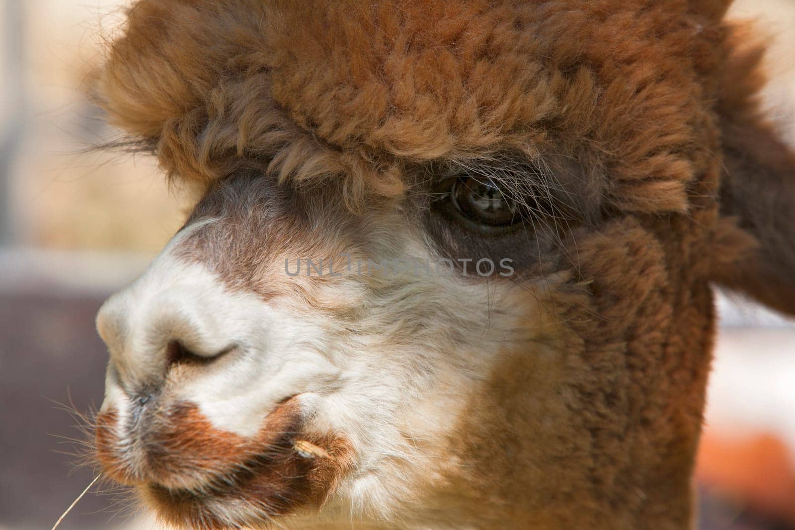head photograph of a HUACAYA alpacas near Montrose Colorado.