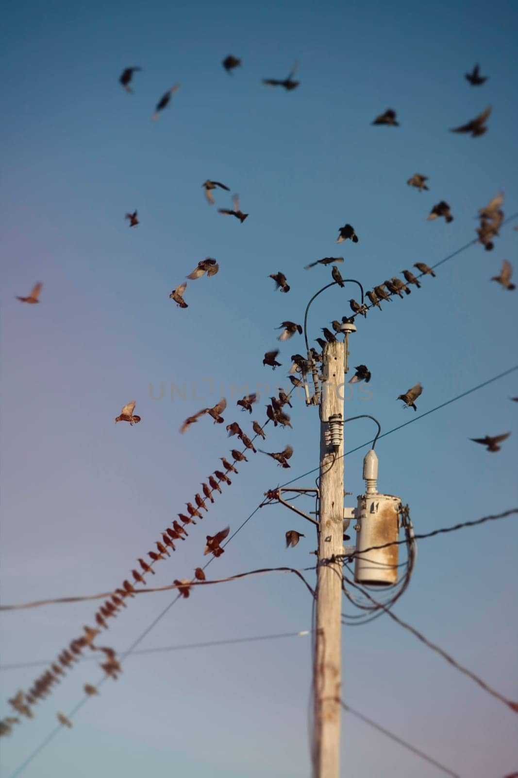 Starlings gather, in South Hero, Vermont,  to prepare to migrate South.