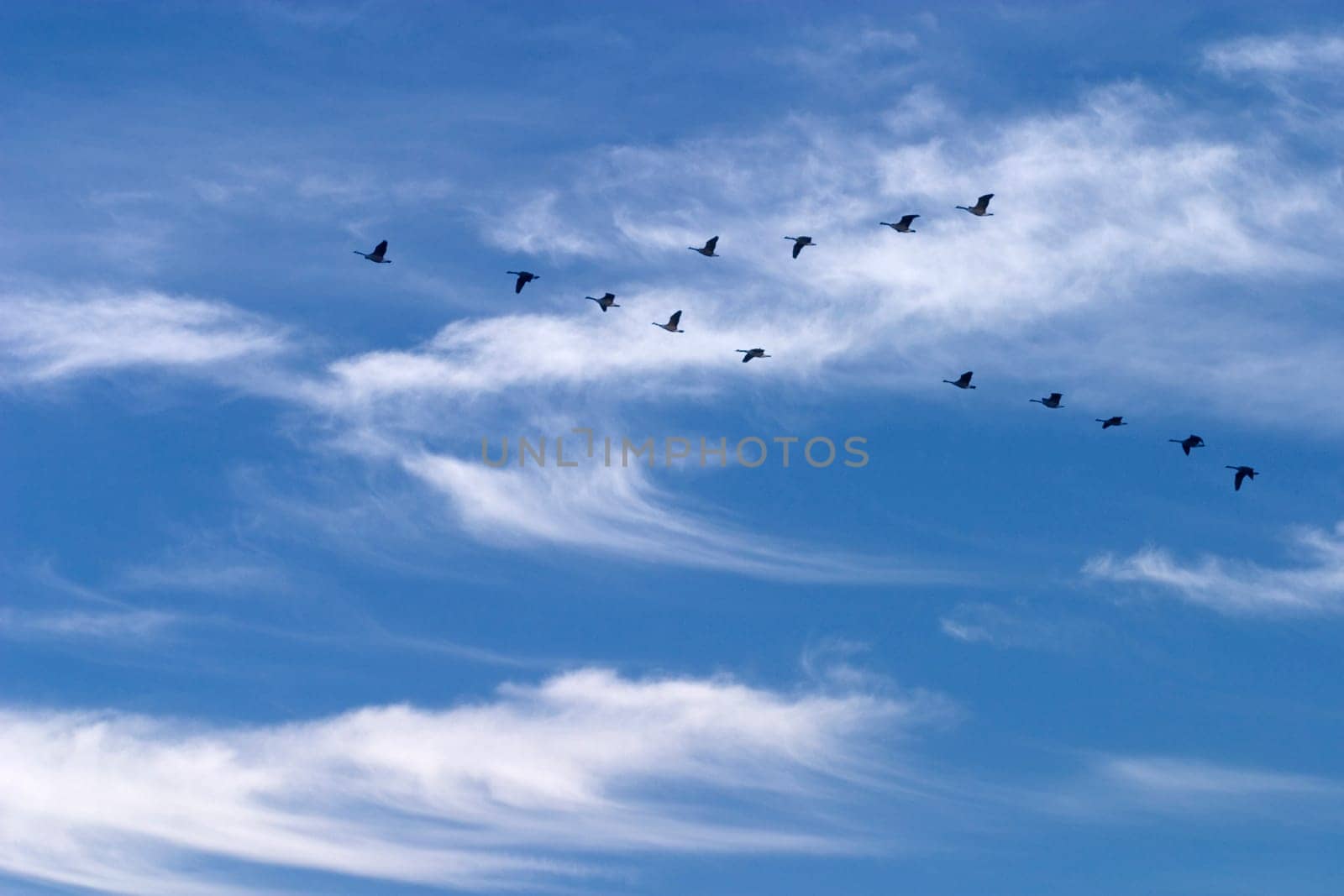 CANADA GEESE migrating south in the autumn over Vermont.