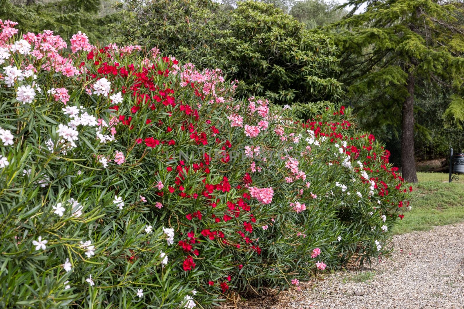 Beautiful small Oleander flowers. a poisonous evergreen  shrub that is widely grown in warm countries for its clusters of white, pink, or red flowers.