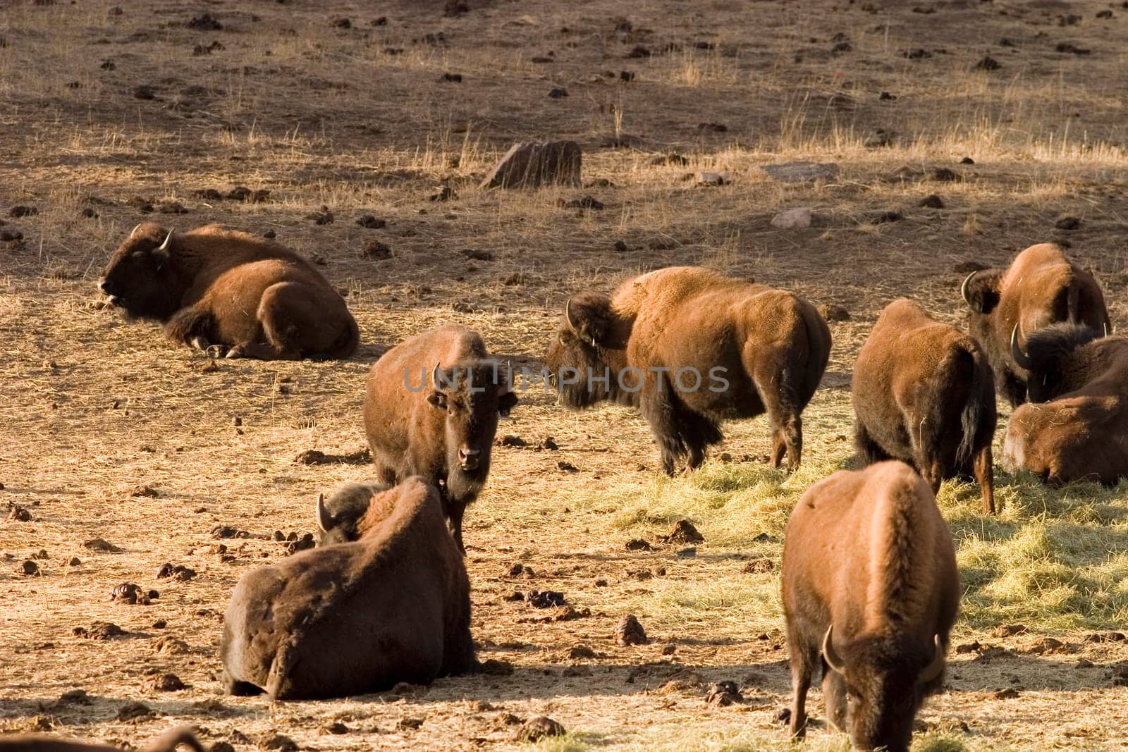 Buffalo near Evergreen Colorado on a farm.