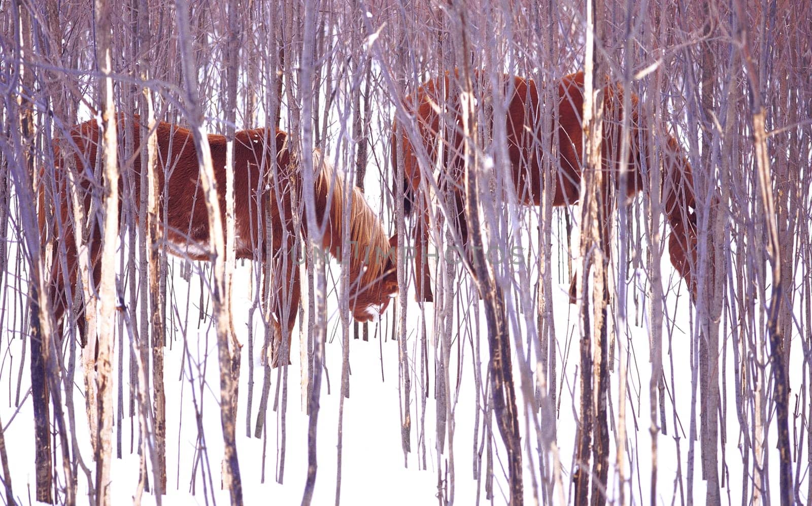 Two horses grazing in North Hero, Vermont.
