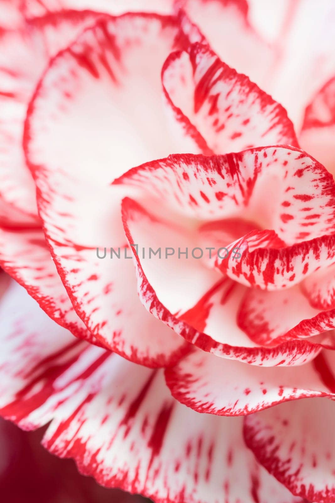 Carnation