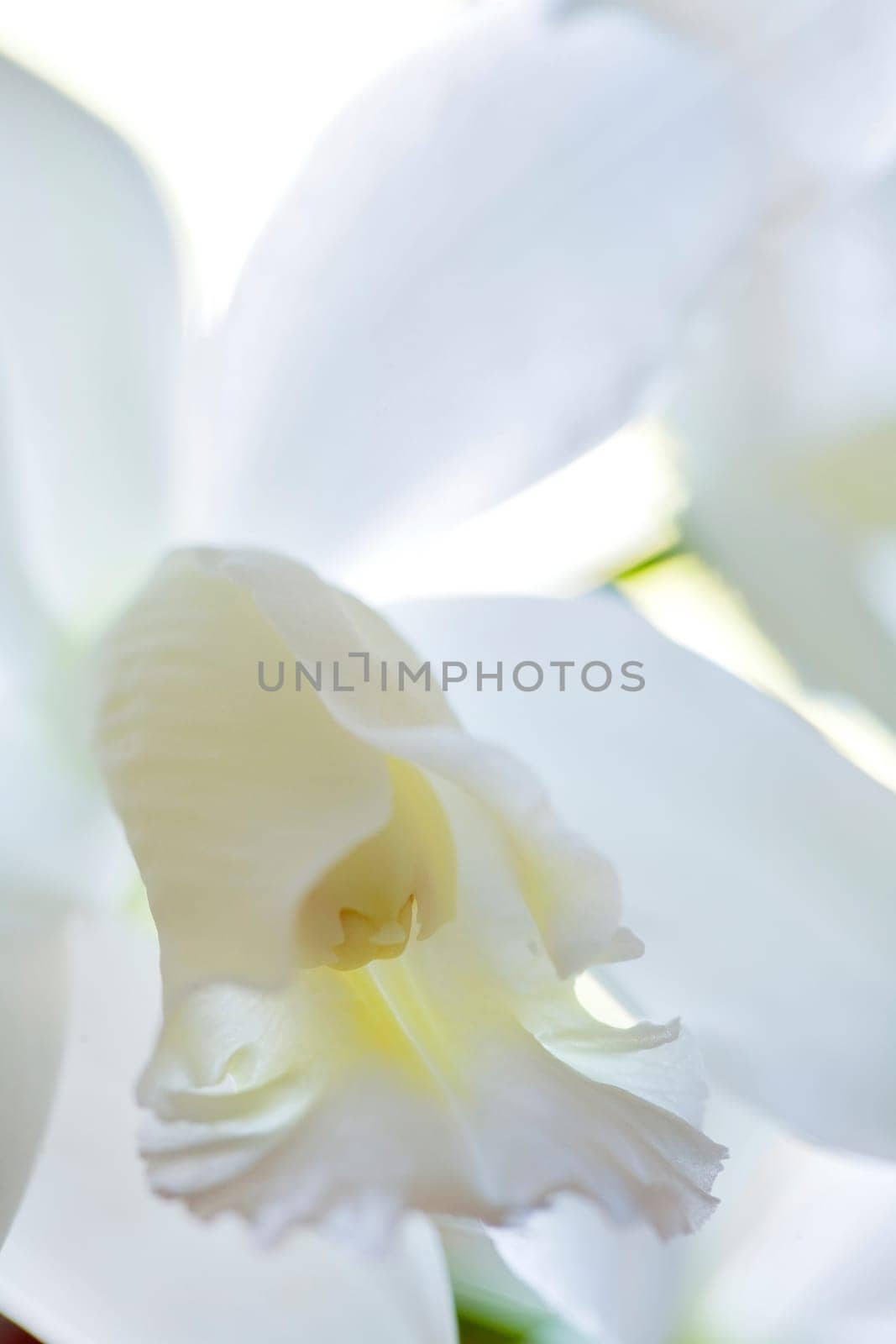 orchid  orchids  close  closeup  macro