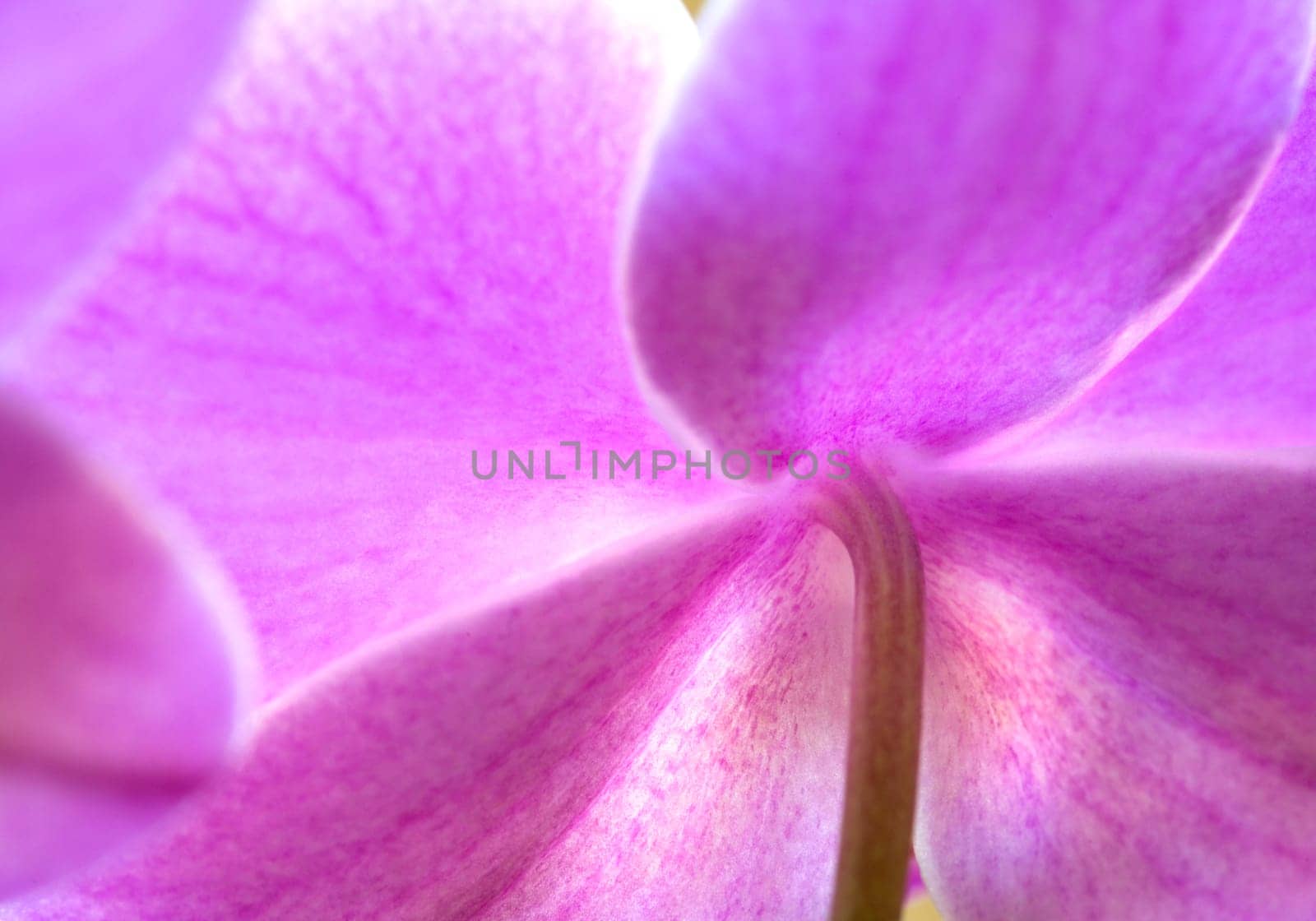 Phalaenopsis Orchid from underneath.