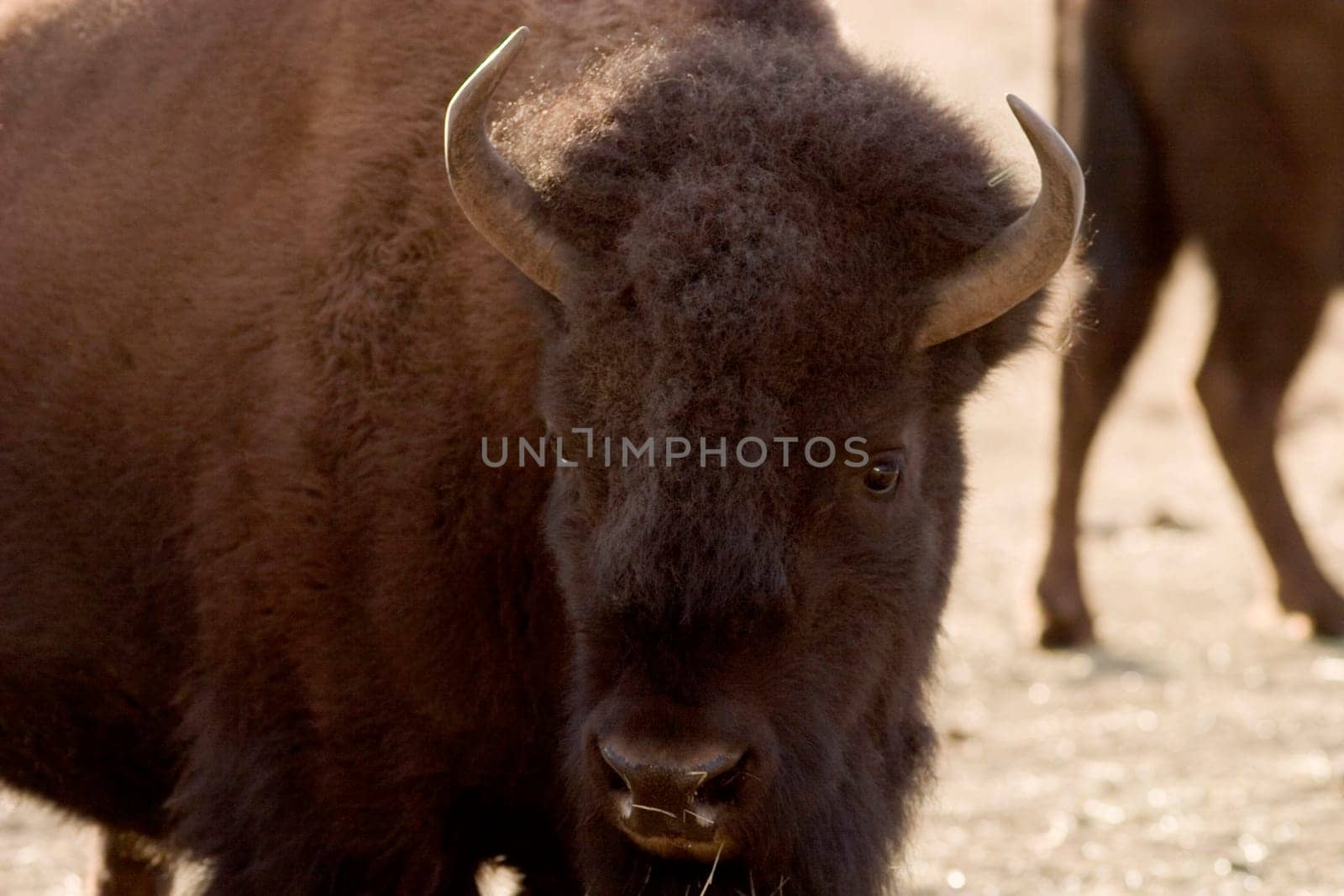 Buffalo near Evergreen Colorado on a farm.