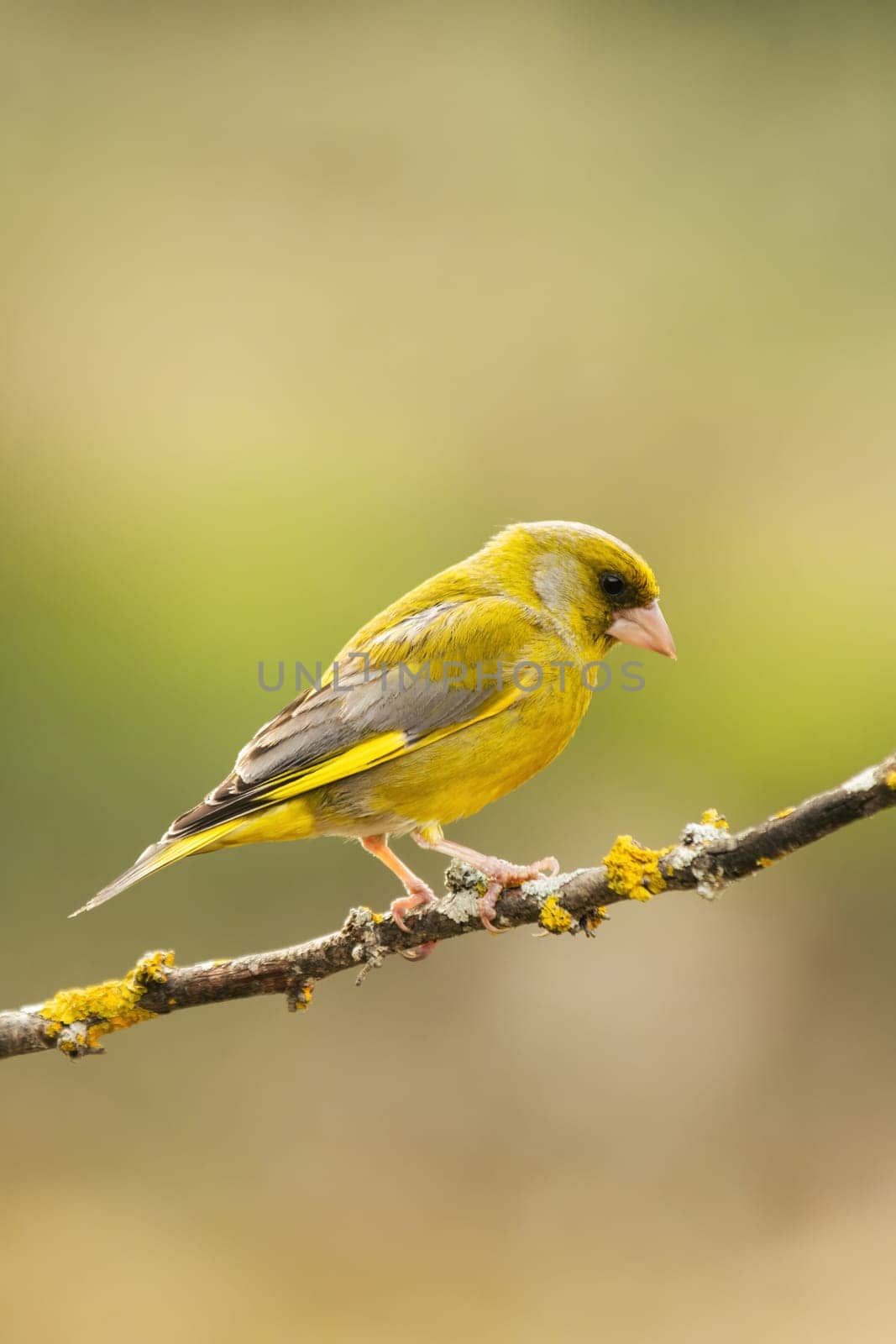 European Greenfinch-The European Greenfinch, or just Greenfinch (Carduelis chloris), is a small passerine bird in the finch family Fringillidae.
