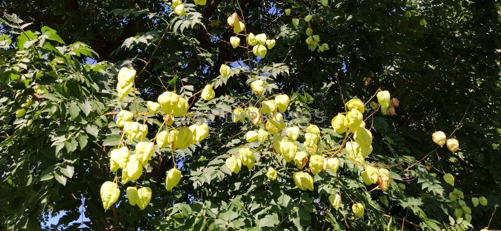 Koelreuteria paniculata. A species of flowering plant in the family Sapindaceae, native to eastern Asia, in China and Korea. Goldenrain tree, pride of India, China tree and the varnish tree.