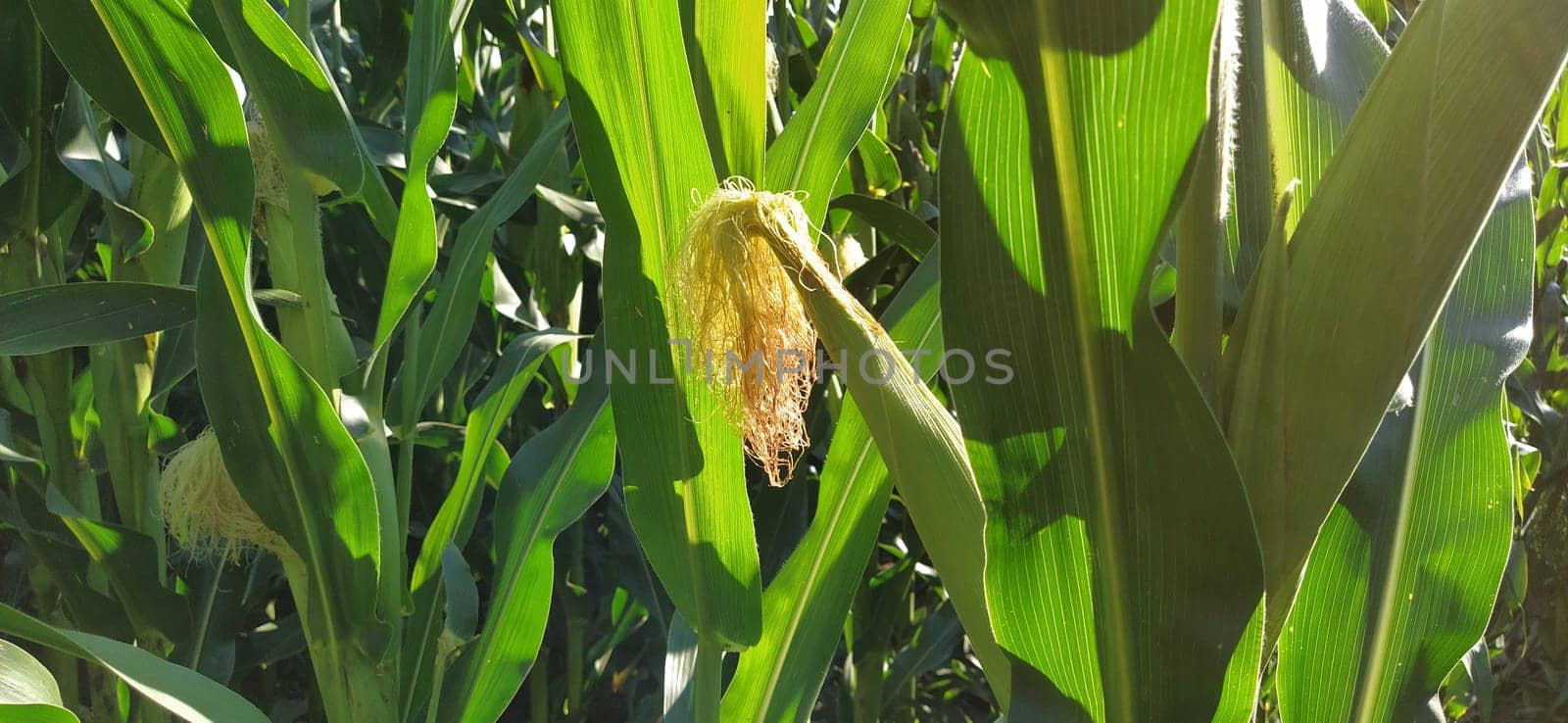 Corn on the stalk in the field. Corn field with plants. Flowering and fruiting corn. Agriculture.