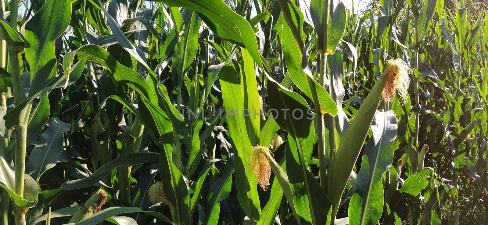 Corn on the stalk in the field. Corn field with plants. Flowering and fruiting corn. Agriculture.