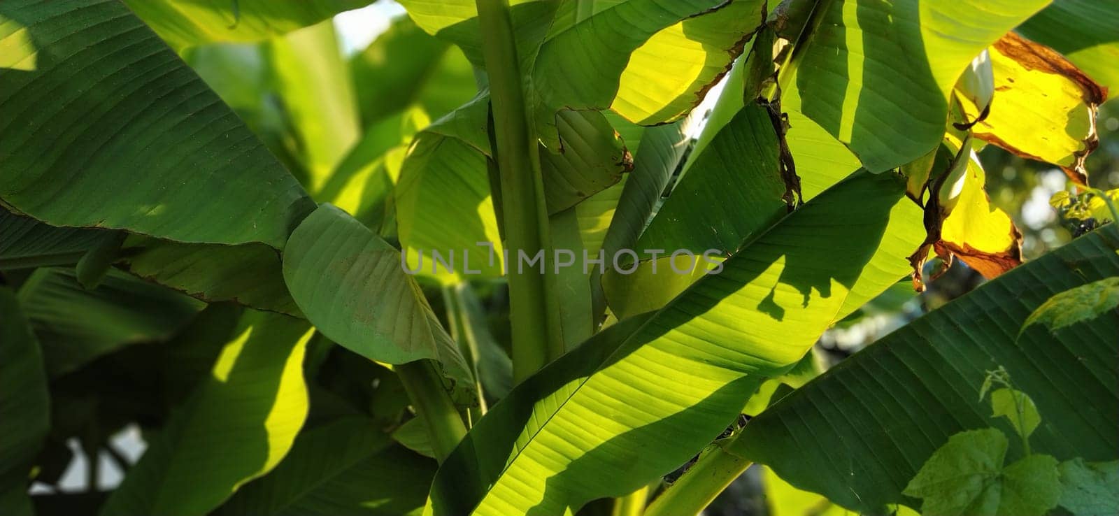 beautiful bright green banana leaves against the blue sky. Tropical motives. Holiday concept under palm trees.