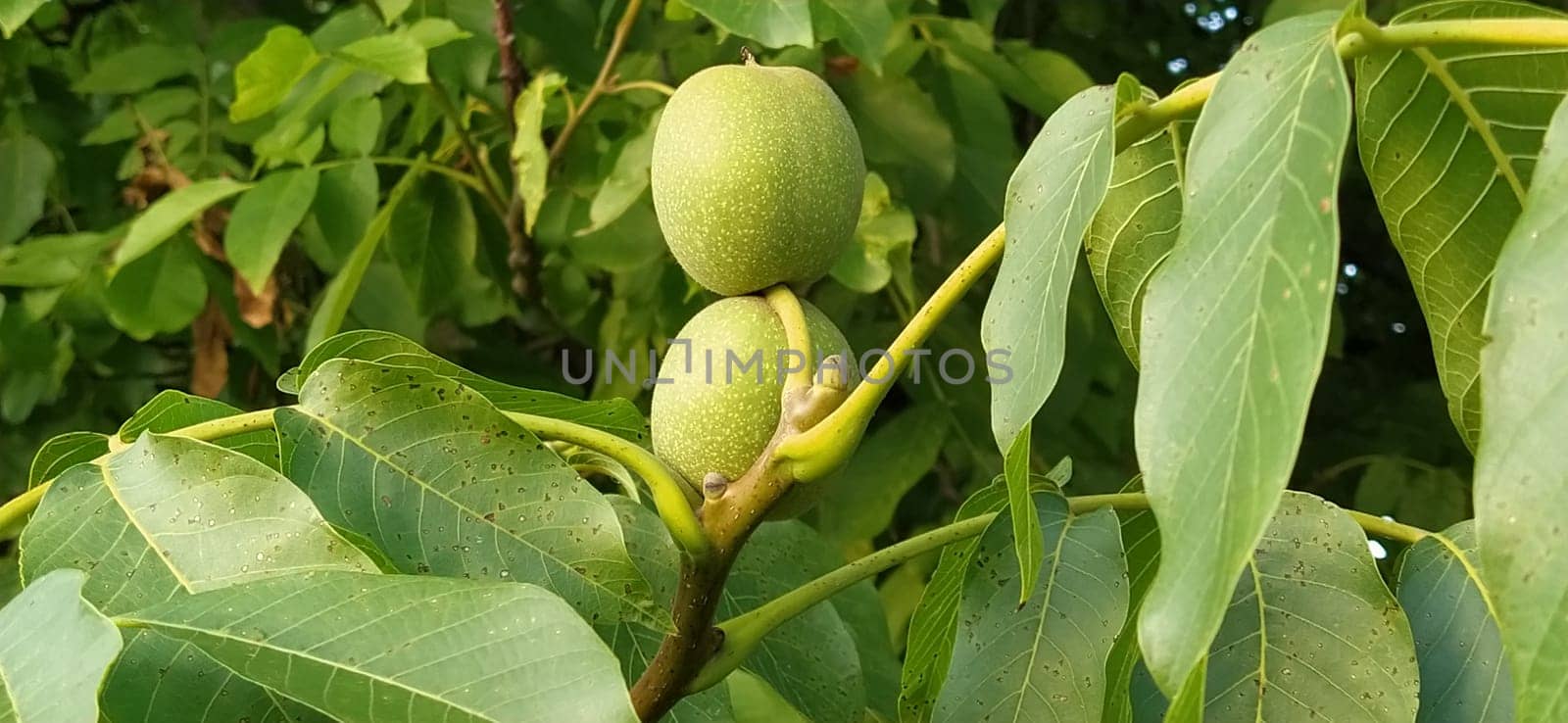 ripening walnuts on a branch. Two nuts in green skin. Walnut tree. Harvest