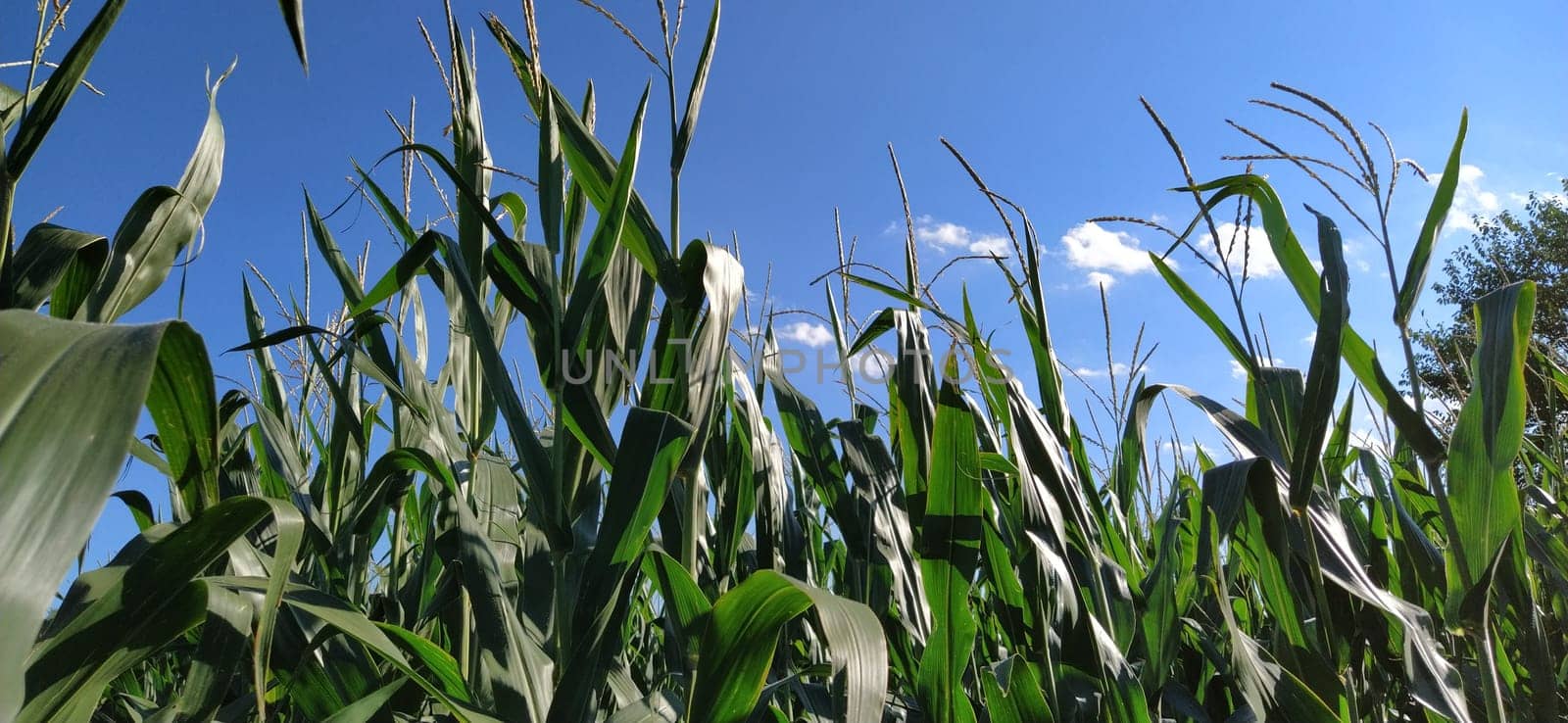 Corn on the stalk in the field. Corn field with plants. Flowering and fruiting corn. Agriculture.