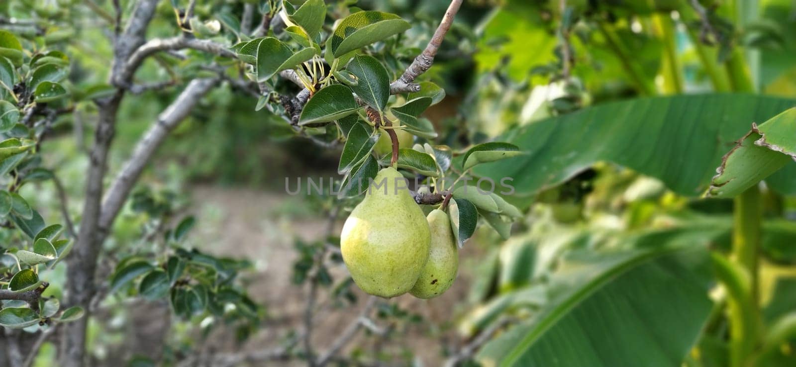 Pears on a branch. Organic Fruit Grown Without Chemicals.