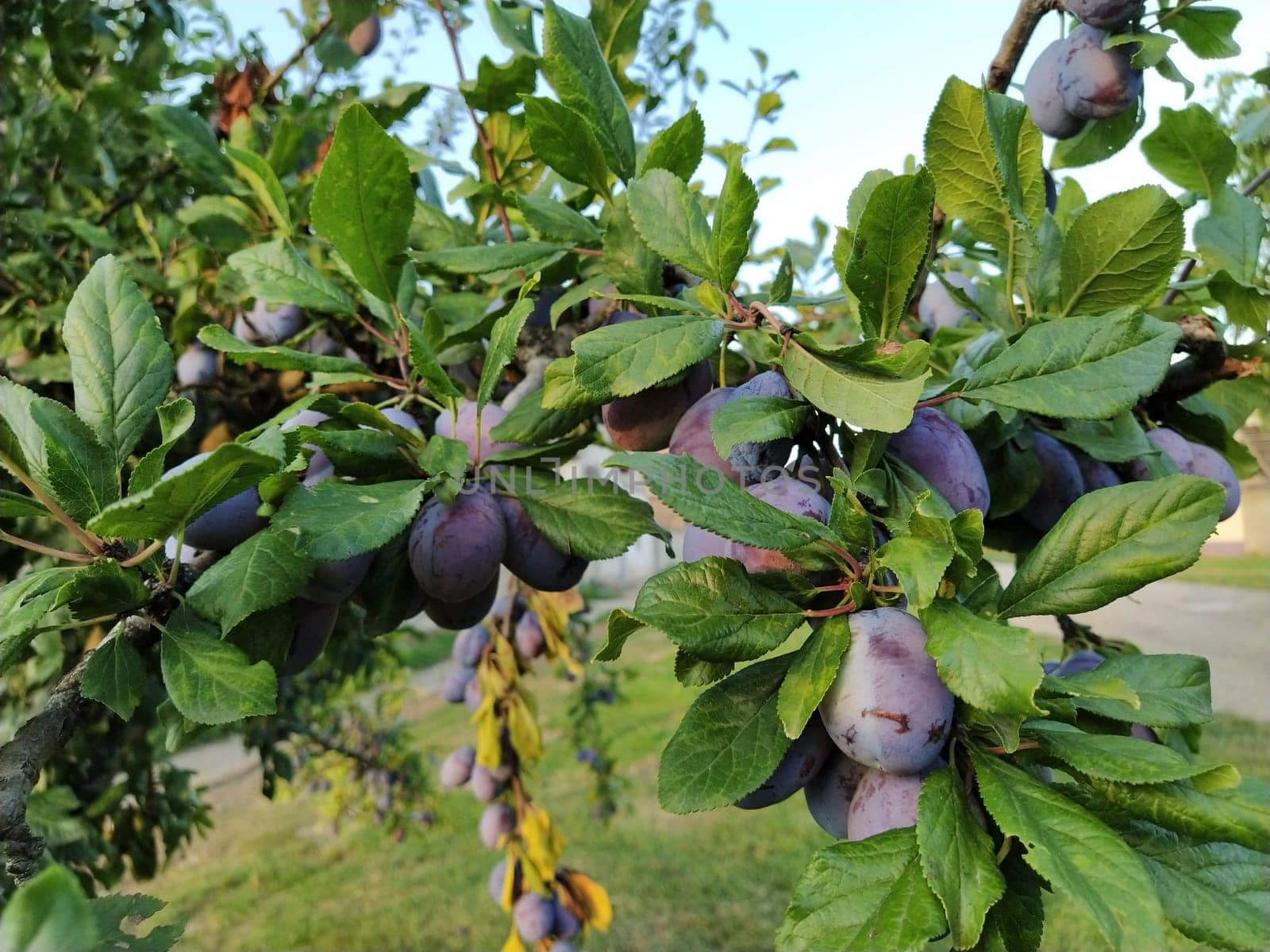 plums on a branch. Purple ripe fruits on a plum tree. Green leaves and a few plums. Harvest