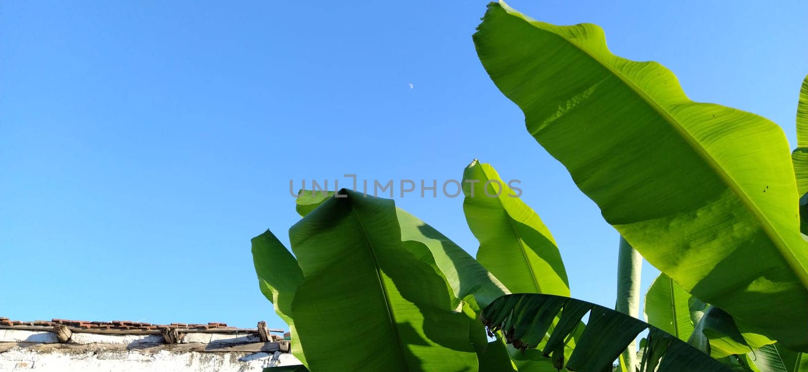 banana leaves and stems. Plant tropical background.
