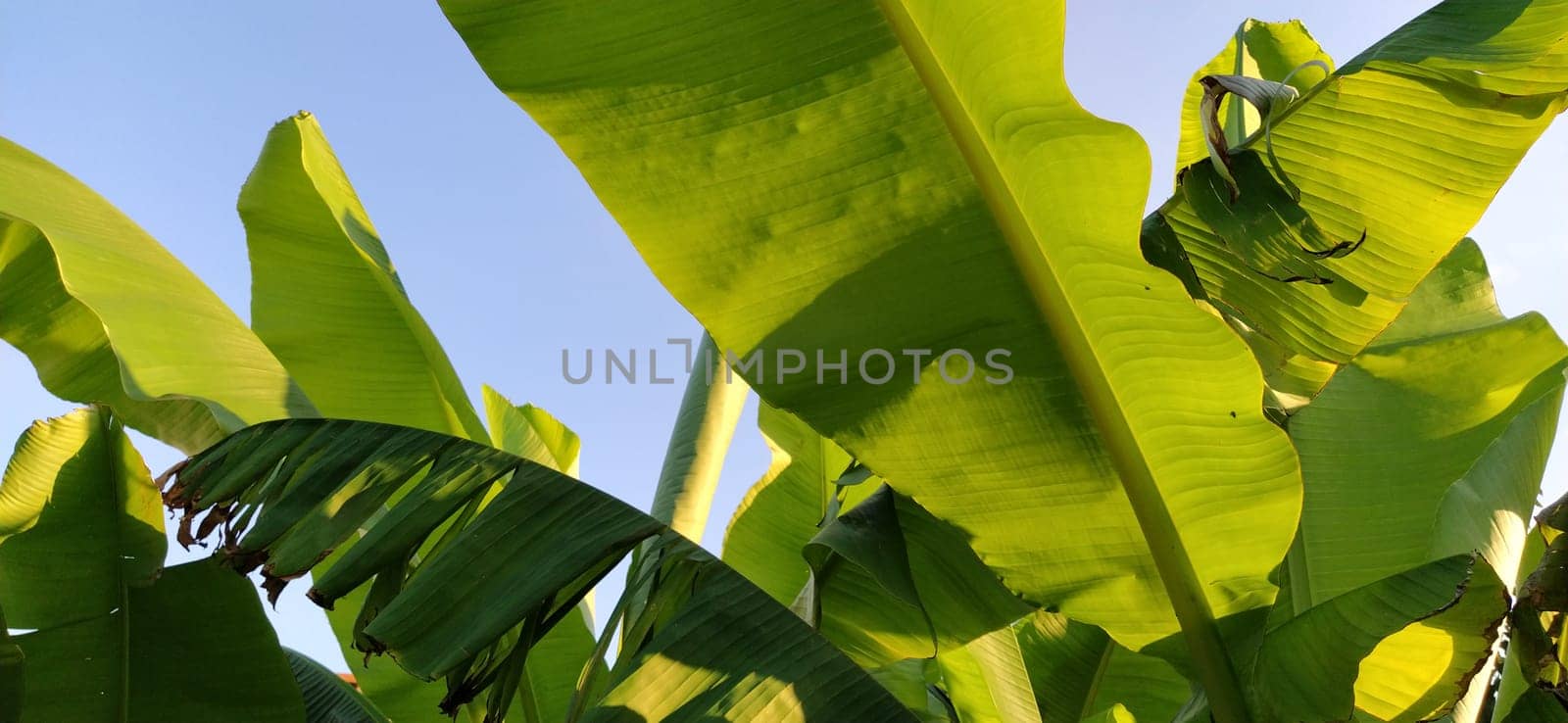 banana leaves and stems. Plant tropical background.