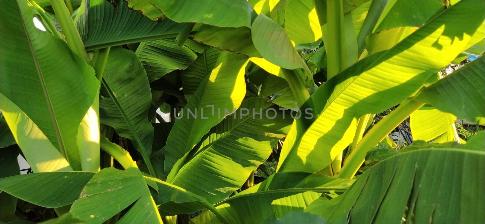 beautiful bright green banana leaves against the blue sky. Tropical motives. Holiday concept under palm trees.