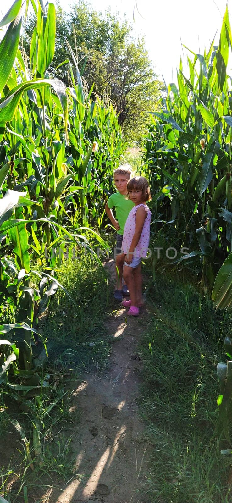 Children in the corn. A boy and a girl of 6 and 7 years old walk along the path between tall corn plants. Playing in the field. Looking into the camera. Summer time. Children with blond hair