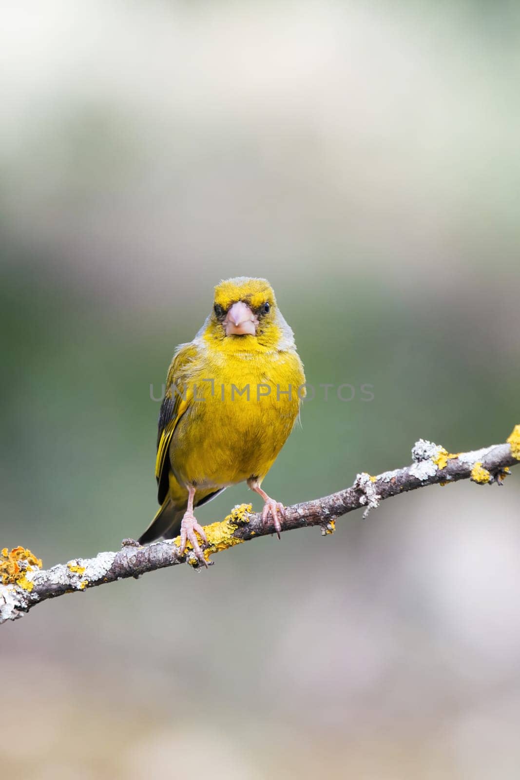 European Greenfinch-The European Greenfinch, or just Greenfinch (Carduelis chloris), is a small passerine bird in the finch family Fringillidae.