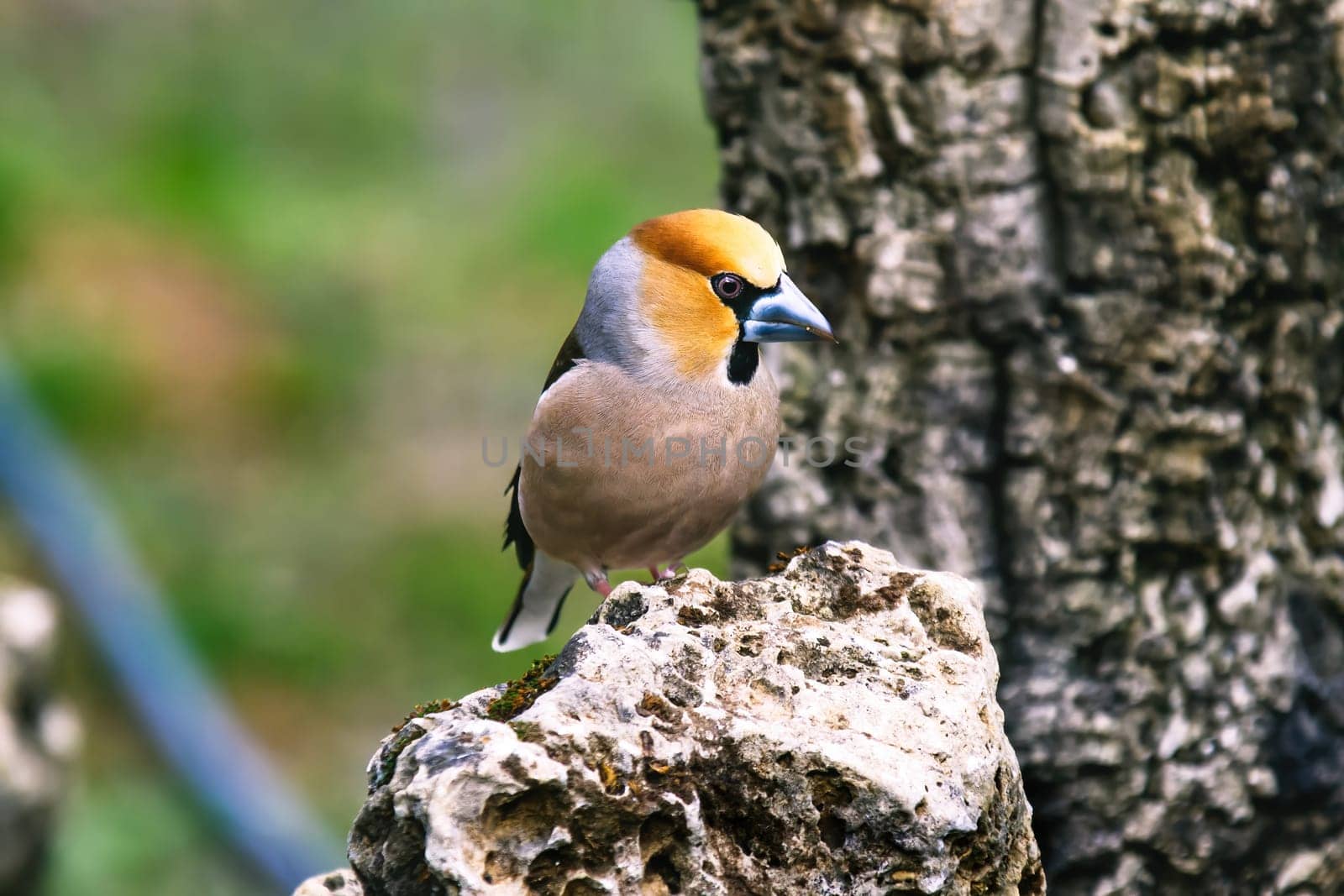 Wild bird hawfinch (Coccothraustes Coccothraustes) sitting on mossy tree stump. Wildlife scenery,