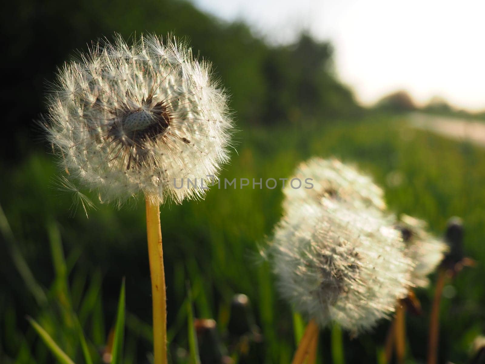 white fluffy dandelions. Several flowers. Dandelions are in the breeding phase. Counter-light.