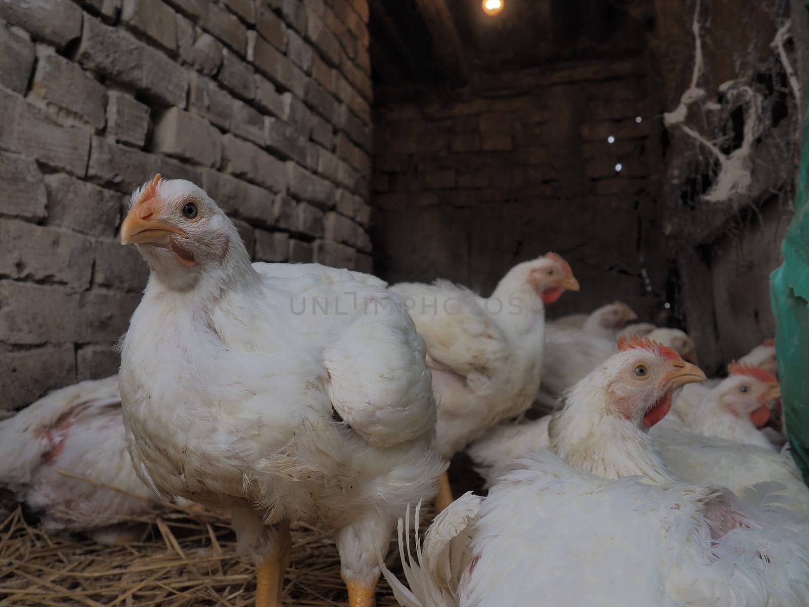 White chickens farm, real scenery. Chickens in the village barn. Raising poultry for the production of eggs and meat. Poultry and animal husbandry. Many birds sit and walk