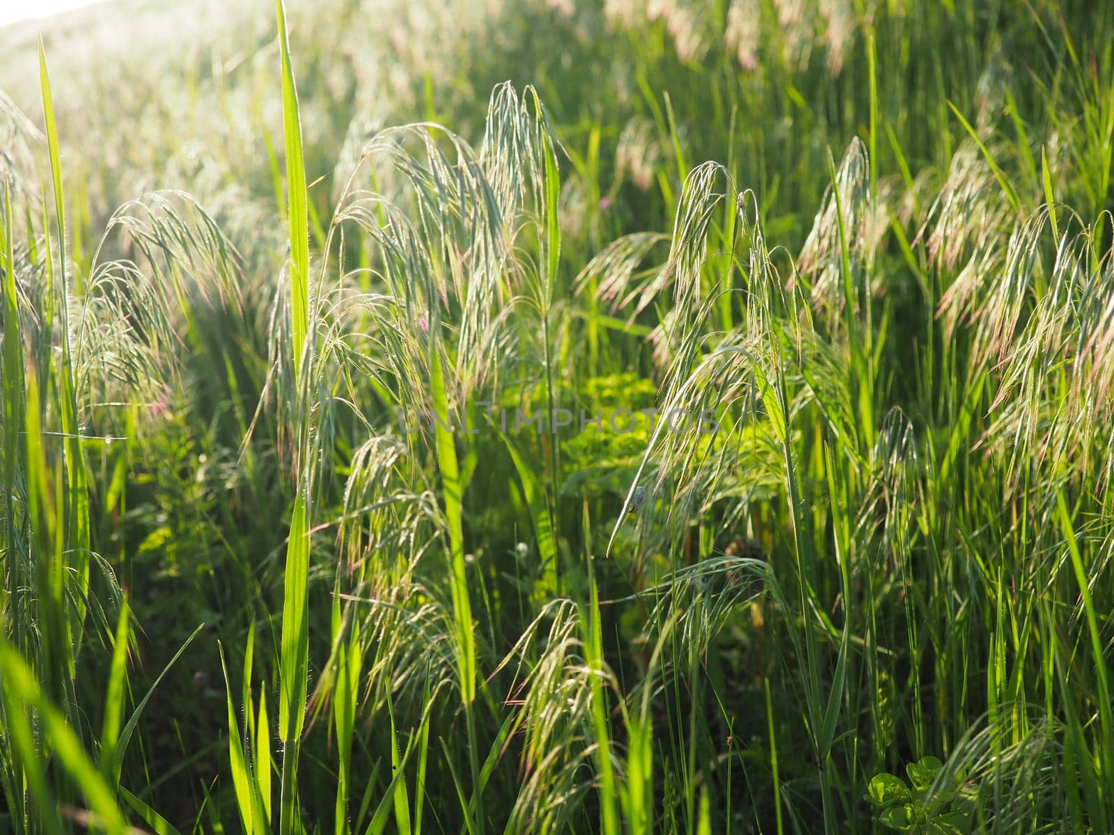 Spectacular view of green rural land and cultivated fields. Europe. Ecology concept. Photo wallpaper. Abstract natural pattern. Beauty of earth.