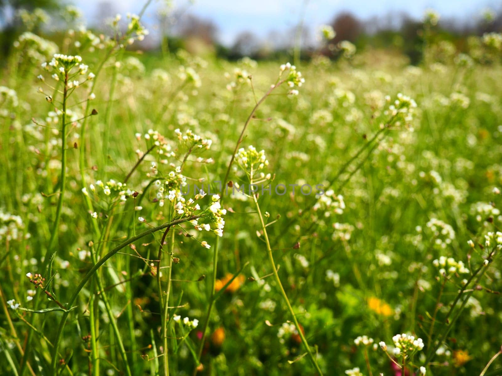 Shepherd's purse plant in the meadow. Capsella bursa-pastoris. Meadow or field. Lawn in the forest. Blooming field grasses. Blooming wild meadow or pasture. Fresh green grass in spring. White flowers