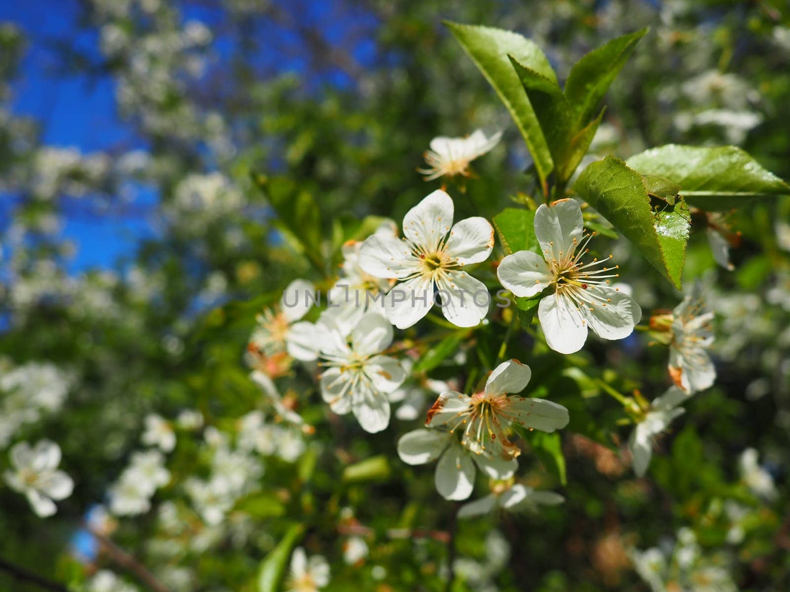 A tree blooming with white flowers. Cherry, apple, plum or sweet cherry in a flowering state. Delicate white petals. A very beautiful blooming spring garden