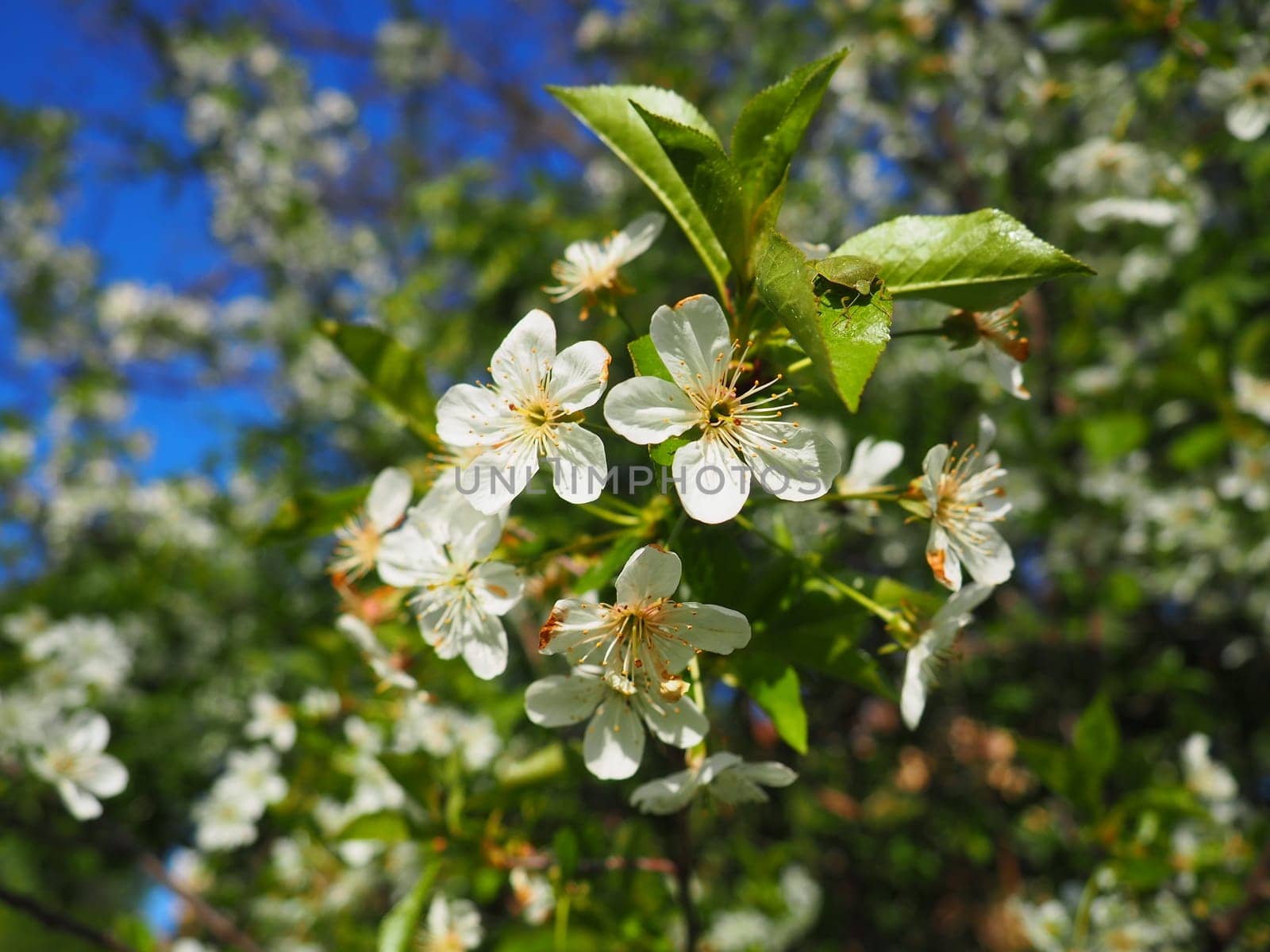 A tree blooming with white flowers. Cherry, apple, plum or sweet cherry in a flowering state. Delicate white petals. A very beautiful blooming spring garden