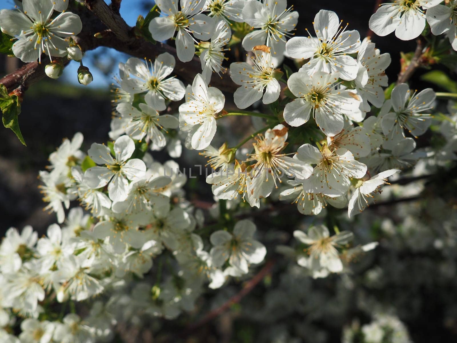 A tree blooming with white flowers. Cherry, apple, plum or sweet cherry in a flowering state. Delicate white petals. A very beautiful blooming spring garden
