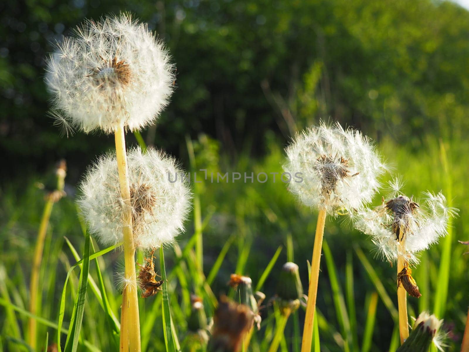 white fluffy dandelions. Several flowers. Dandelions are in the breeding phase. Counter-light.