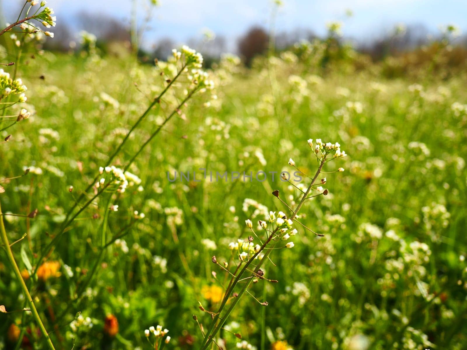 Shepherd's purse plant in the meadow. Capsella bursa-pastoris. Meadow or field. Lawn in the forest. Blooming field grasses. Blooming wild meadow or pasture. Fresh green grass in spring. White flowers