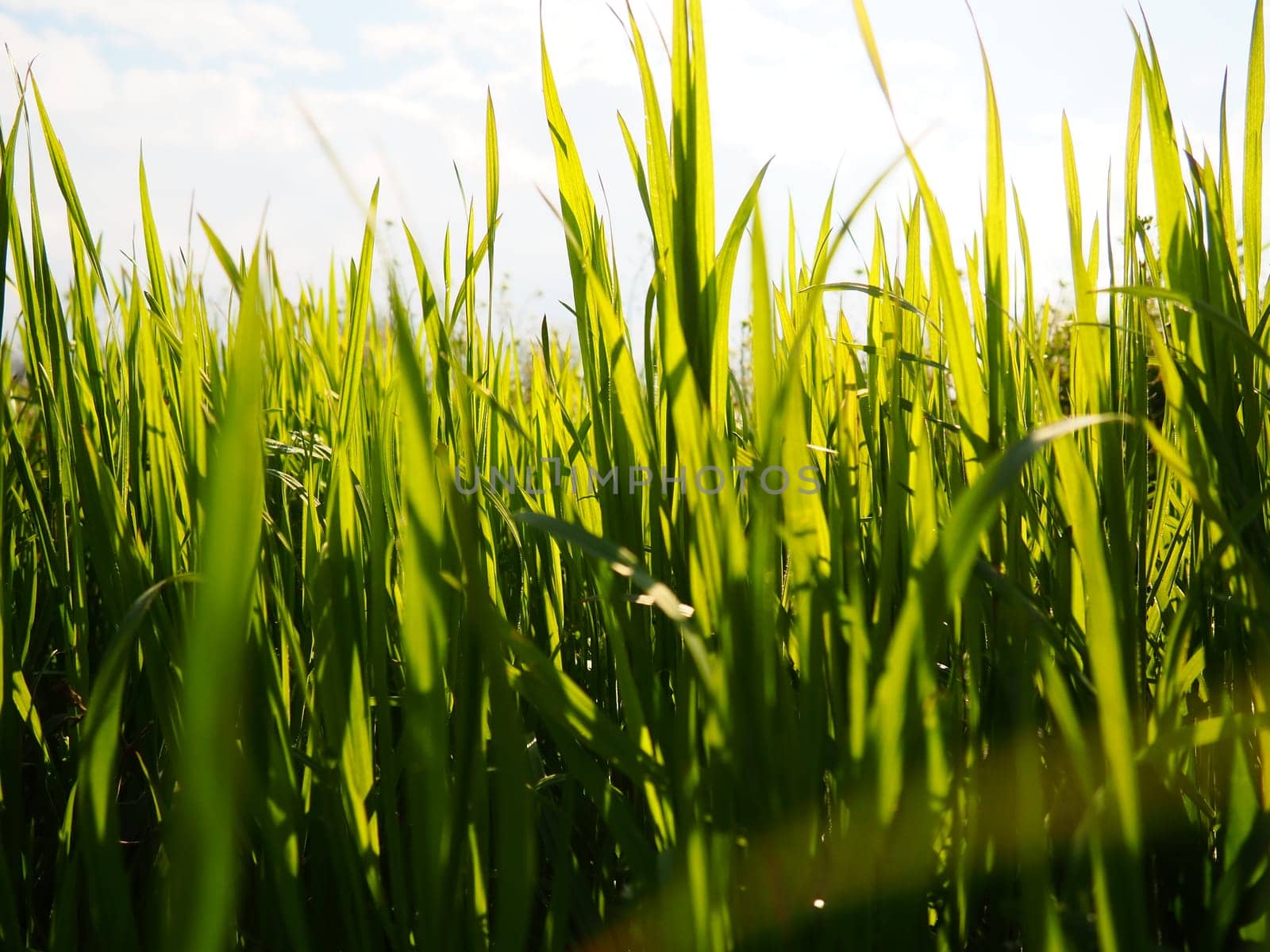 Beautiful lush green grass in the meadow or field. Winter wheat has grown on farmland. Sunny weather. Field, glade or meadow with wild vegetation. Natural background.