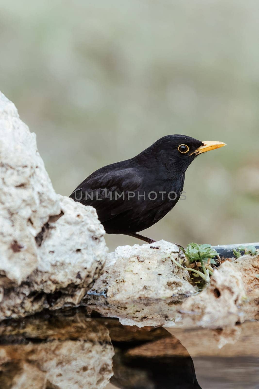 Close up portrait of male turdus merula