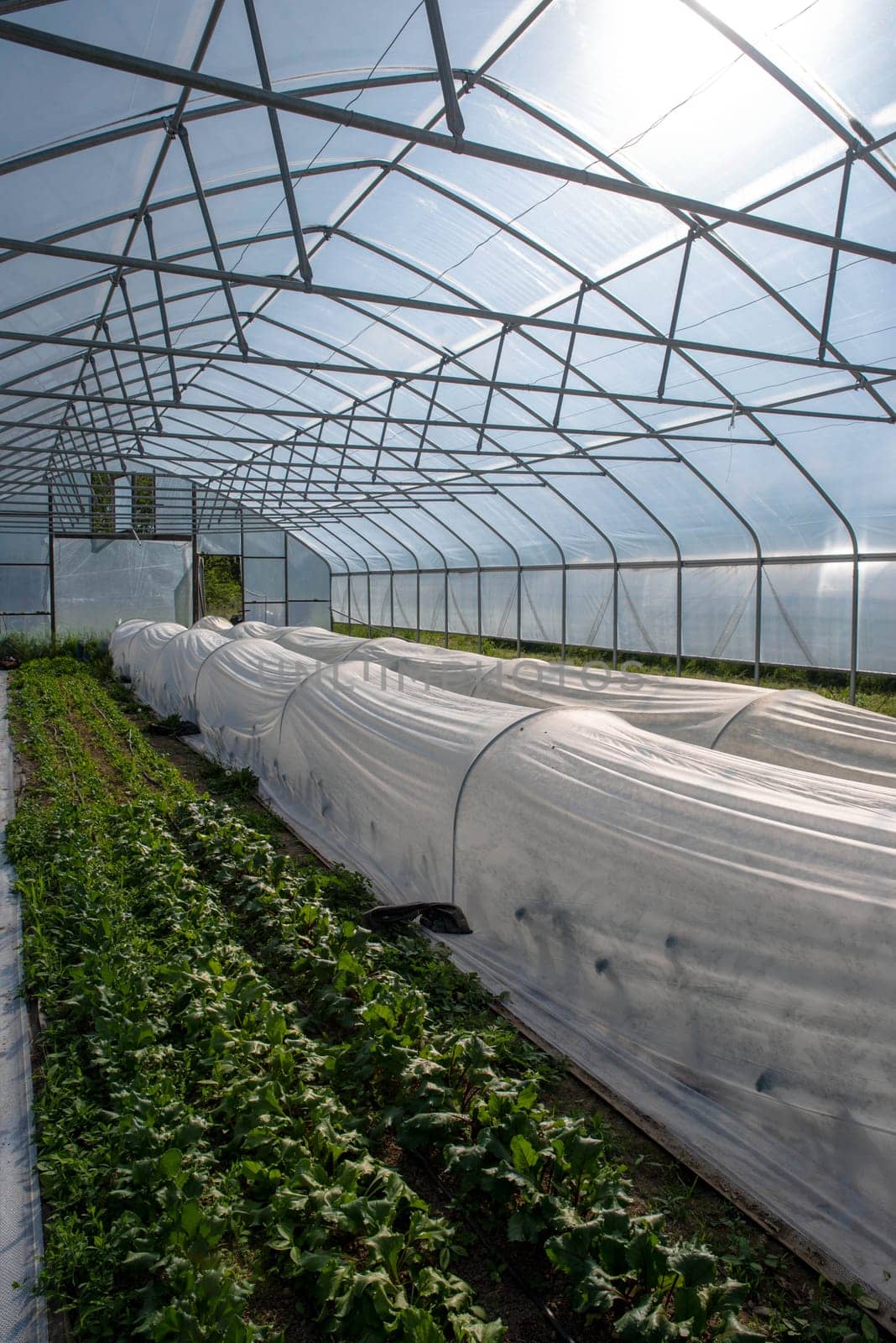 Dramatic interior in natural light of an organic farm vegetable greenhouse with rows of leafy green vegetable spinach and kale under white garden fabric hoops. Excellent color and lines, no people.