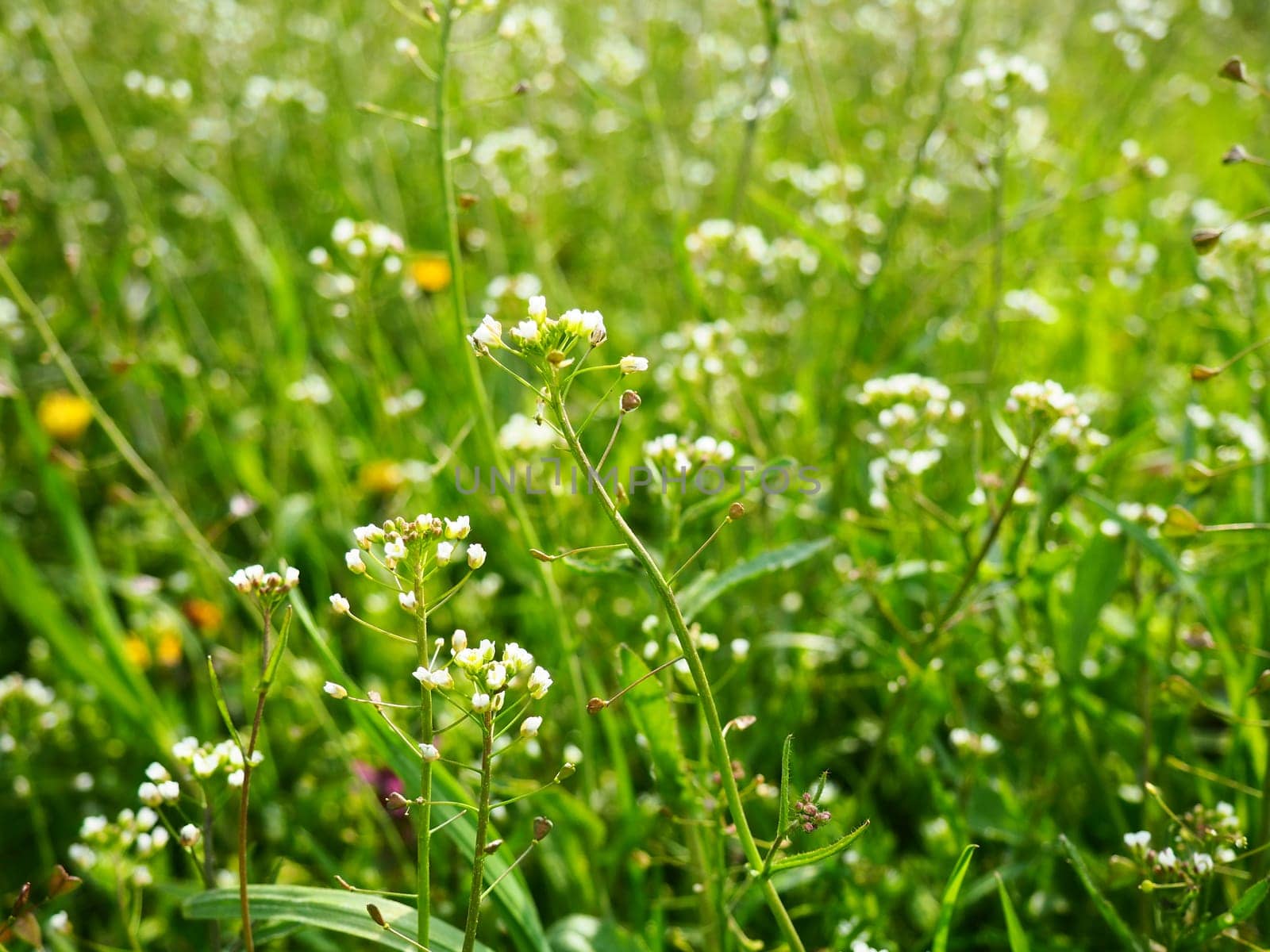 Shepherd's purse plant in the meadow. Capsella bursa-pastoris. Meadow or field. Lawn in the forest. Blooming field grasses. Blooming wild meadow or pasture. Fresh green grass in spring. White flowers