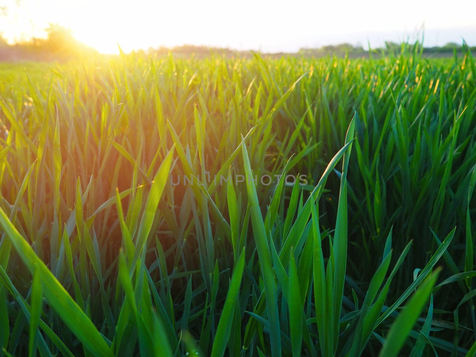 Grass or wheat in sunlight. A field with green grass at the rising or setting of the golden yellow sun. The beauty of the environment. The light rays gently envelop the plants. Spring summer in Serbia