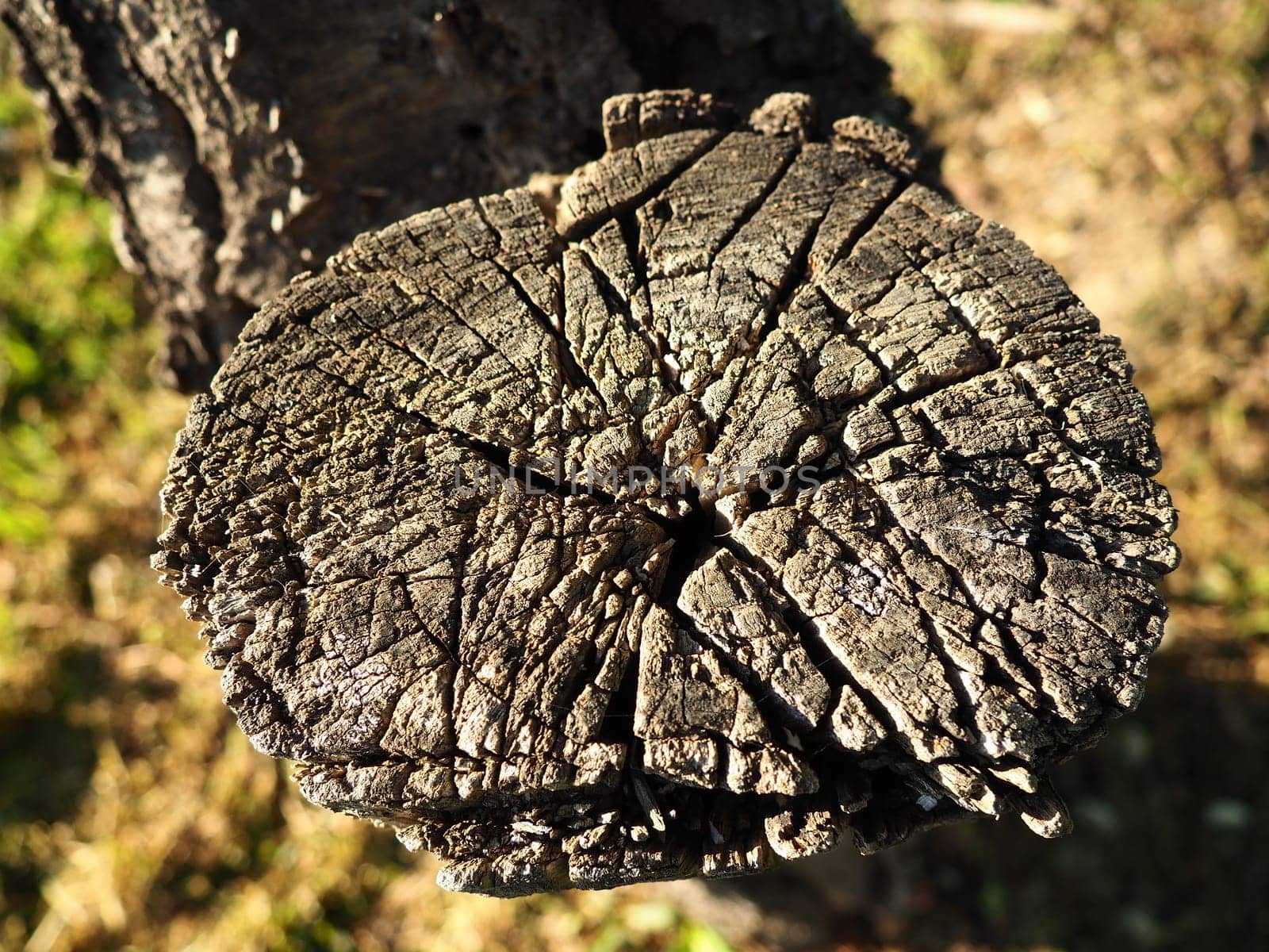 Wood cut background. An old saw cut on a withered tree. Stump close-up, gray wood. Harvesting firewood from wood from fruit trees.