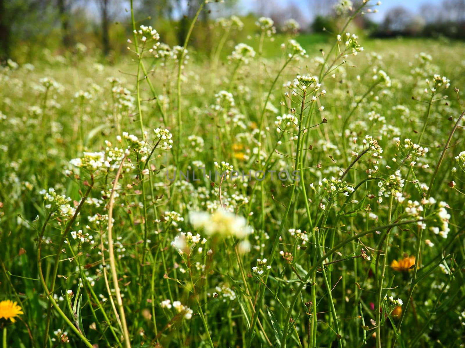 Shepherd's purse plant in the meadow. Capsella bursa-pastoris. Meadow or field. Lawn in the forest. Blooming field grasses. Blooming wild meadow or pasture. Fresh green grass in spring. White flowers