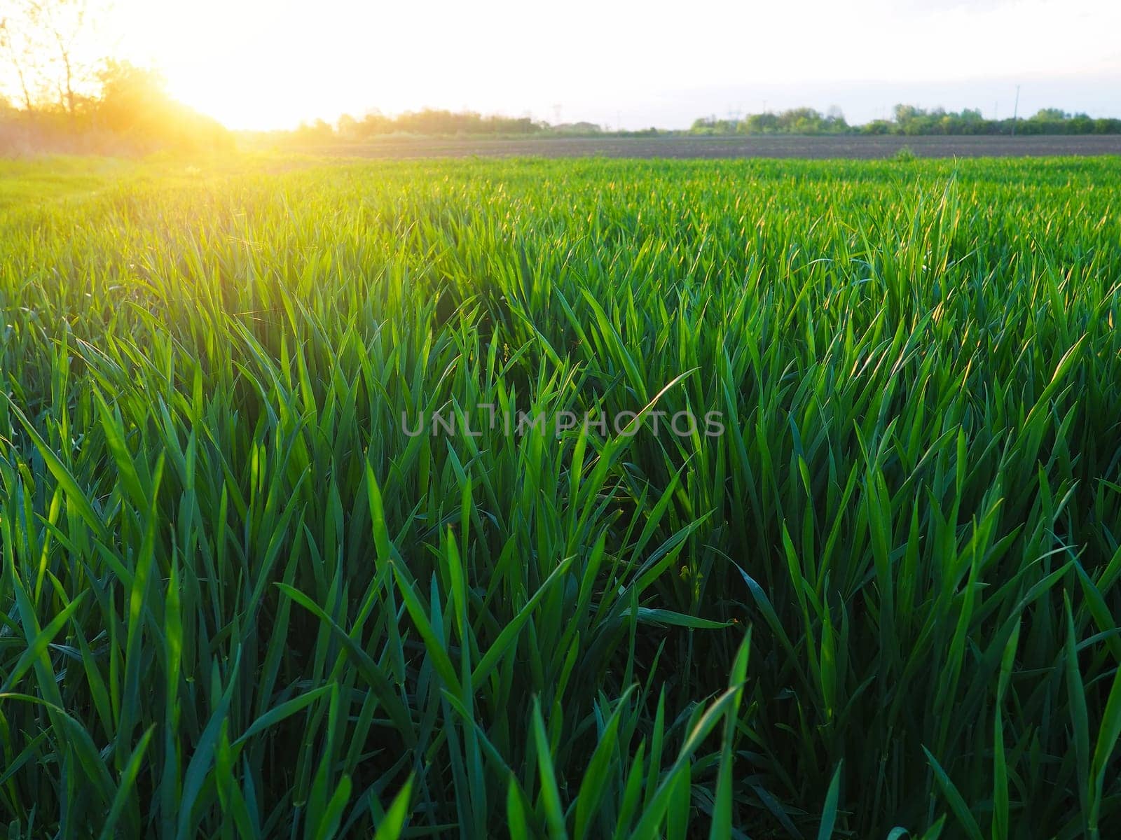 Grass or wheat in sunlight. A field with green grass at the rising or setting of the golden yellow sun. The beauty of the environment. The light rays gently envelop the plants. Spring summer in Serbia