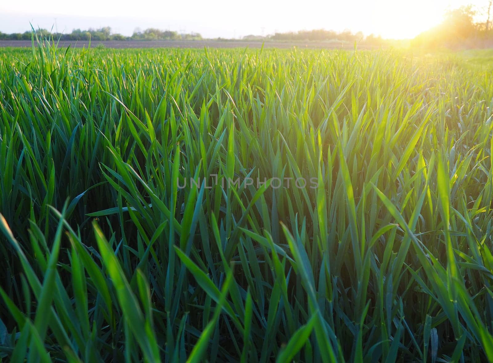 Grass or wheat in sunlight. A field with green grass at the rising or setting of the golden yellow sun. The beauty of the environment. The light rays gently envelop the plants. Spring summer in Serbia