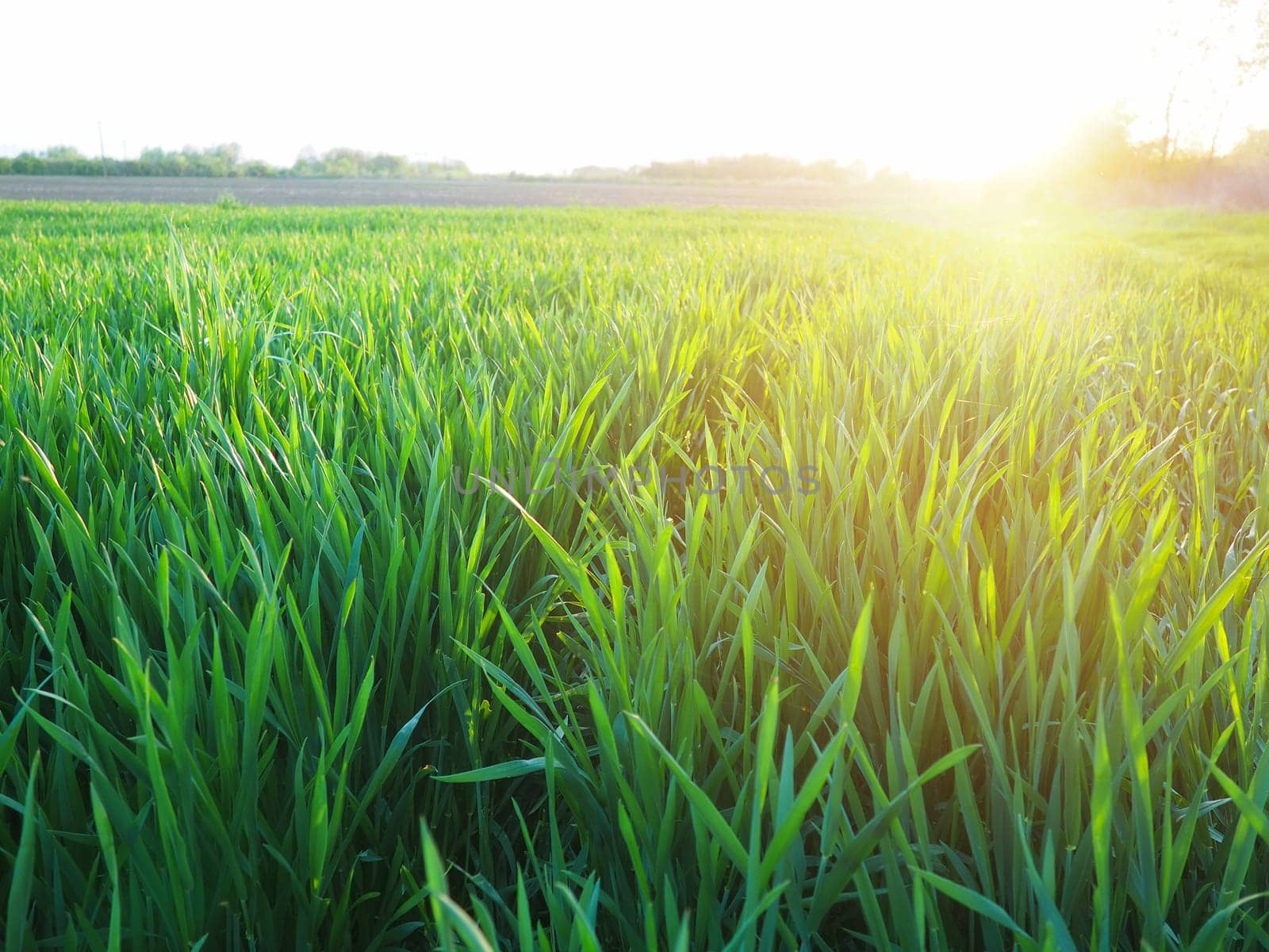 Grass or wheat in sunlight. A field with green grass at the rising or setting of the golden yellow sun. The beauty of the environment. The light rays gently envelop the plants. Spring summer in Serbia